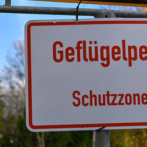 Ein Schild mit der Aufschrift „Geflügelpest Schutzzone“.