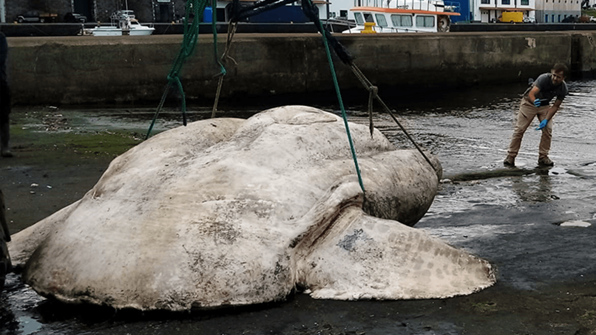 Ein Mann zieht einen riesigen Mondfisch aus dem Wasser.