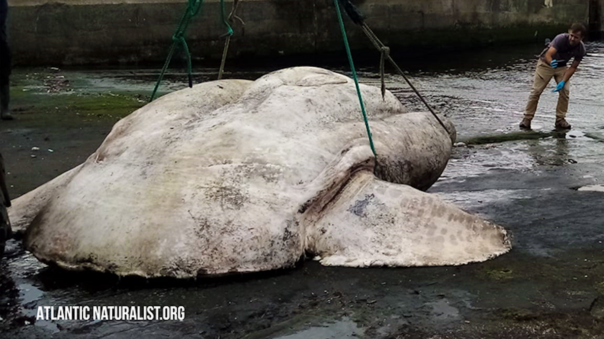 Ein Mann zieht einen riesigen Mondfisch aus dem Wasser.