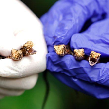 09.11.2022, Nordrhein-Westfalen, Köln: Tierpfleger halten Nachzuchten von Vietnamesischen Krokodilschwanzechsen im Aquarium des Kölner Zoos in der Hand.