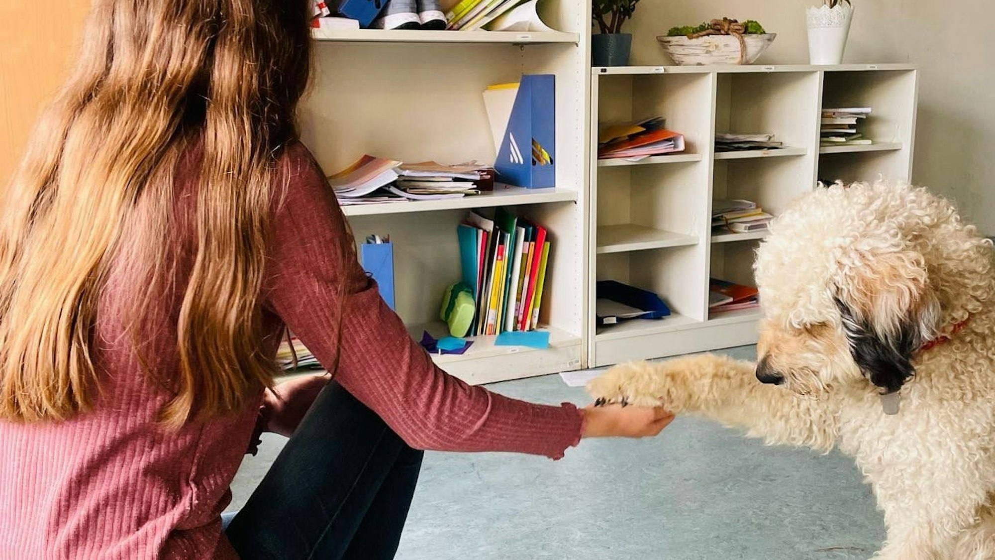 Ein Hund mit hellem gelocktem Fell gibt einem Mädchen die Pfote.