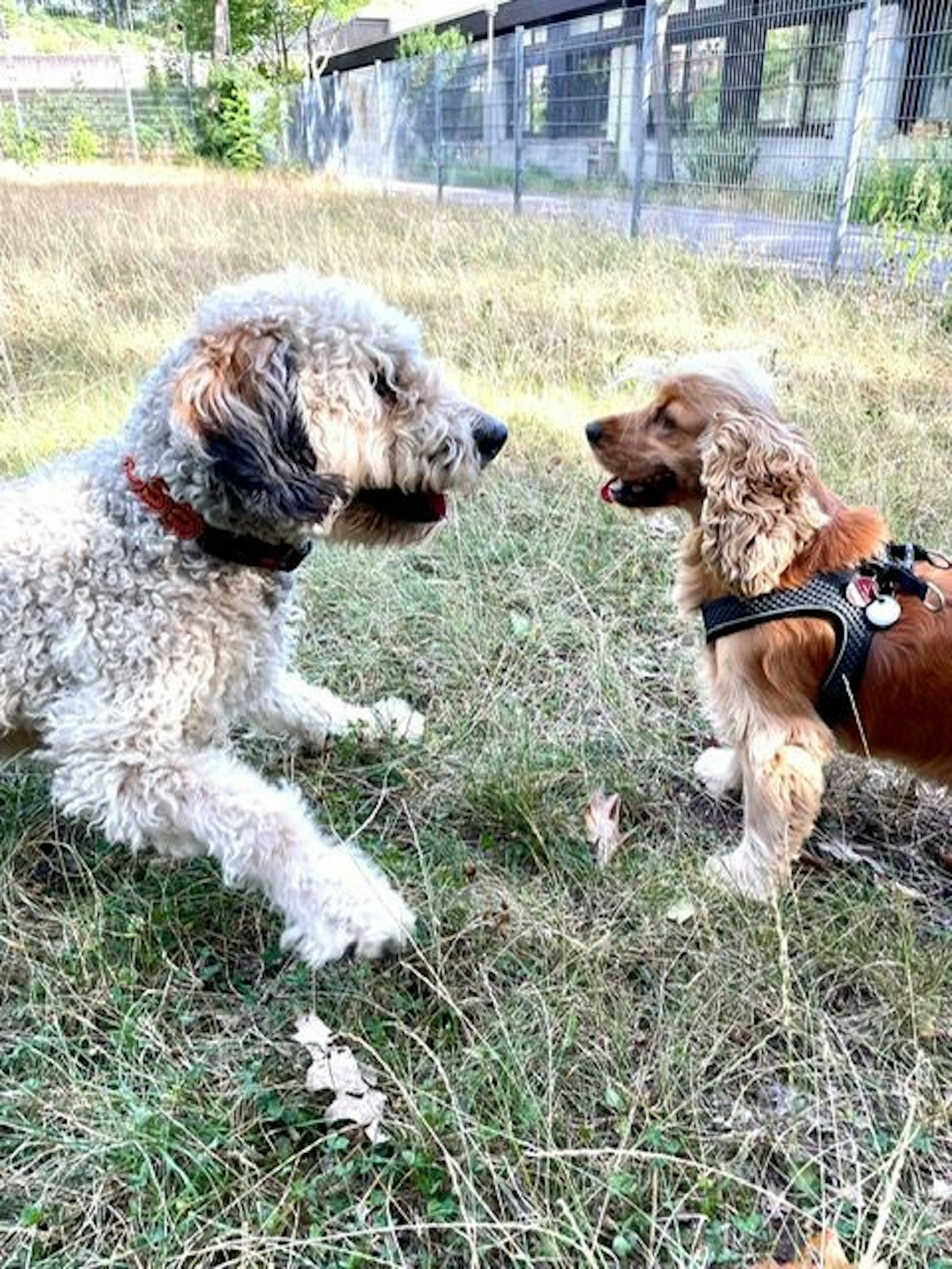 Zwei Hunde sitzen sich auf einer Wiese gegenüber