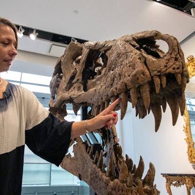 Eine Frau steht neben dem Tyrannosaurus rex Schädel und zeigt mit ihrem Finger auf einen seiner Zähne.