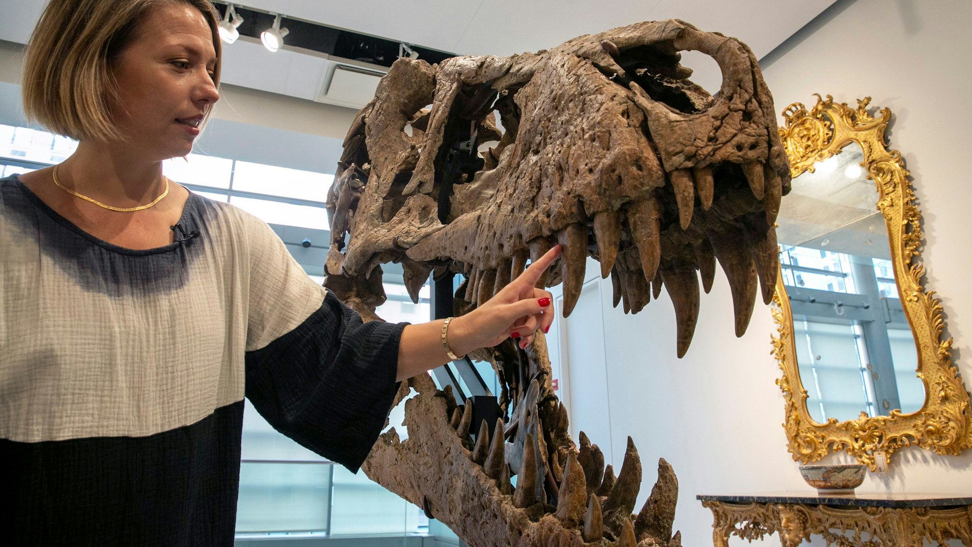Eine Frau steht neben dem Tyrannosaurus rex Schädel und zeigt mit ihrem Finger auf einen seiner Zähne.