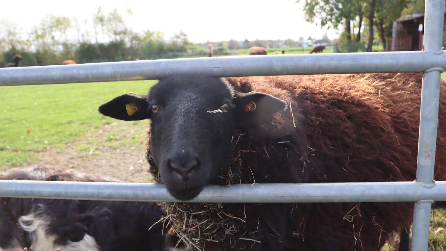 Ein Pommersches Landschaf steht auf einer Weide in Erftstadt.