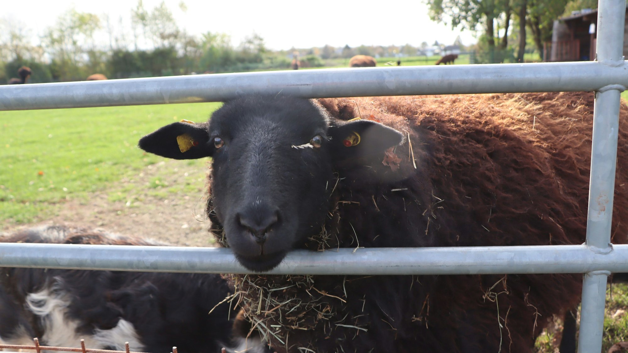 Ein Pommersches Landschaf steht auf einer Weide in Erftstadt.