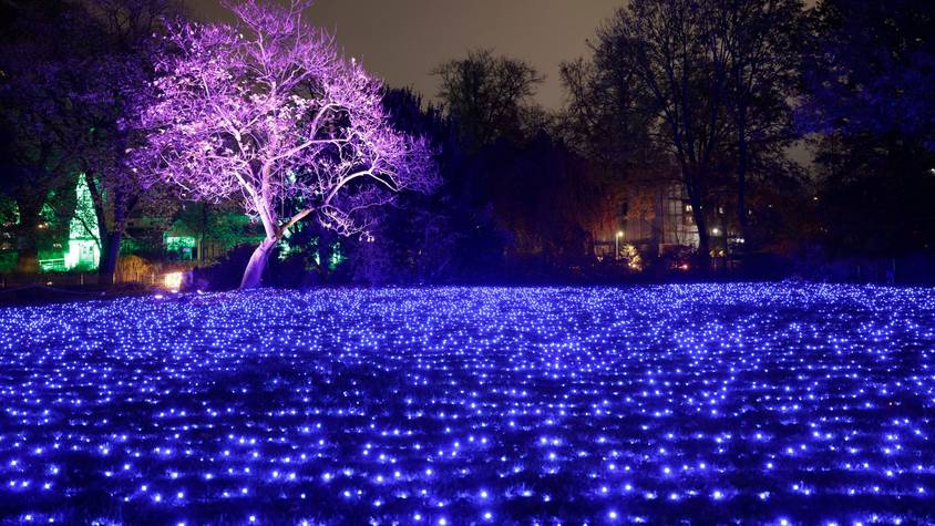Die Weihnachtslichtershow Christmas Garden entführt den Besucher auf einem Rundweg durch den Kölner Zoo mit zahlreichen glitzernden Illuminationen in eine magische Weihnachtswelt - dazu zählt auch das Lichtermeer aus 18 000 blauen Leuchtdioden auf der zentralen Zoowiese.