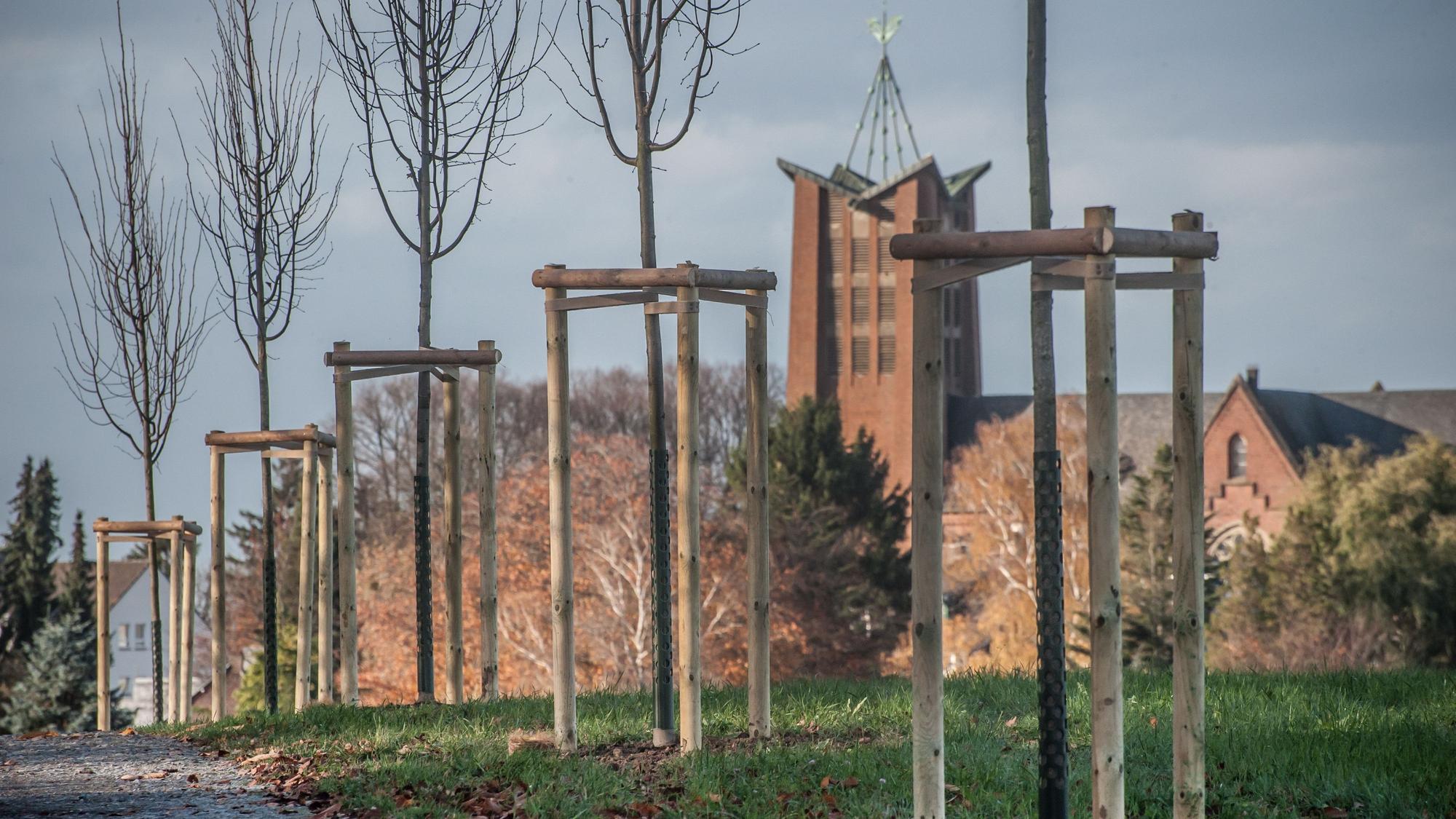 Neue Bäume an der Straße in Löh bei Burscheid