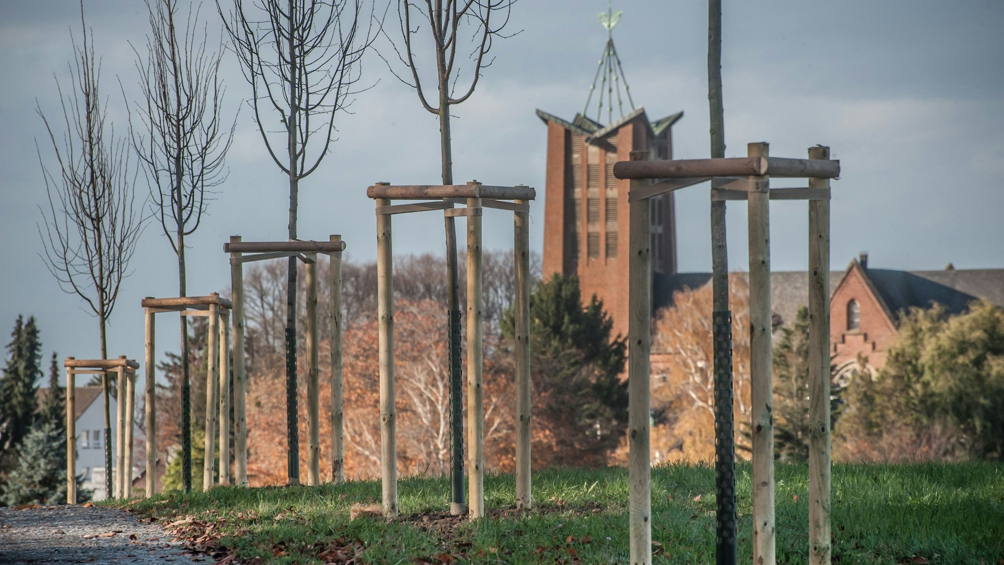 Neue Bäume an der Straße in Löh bei Burscheid