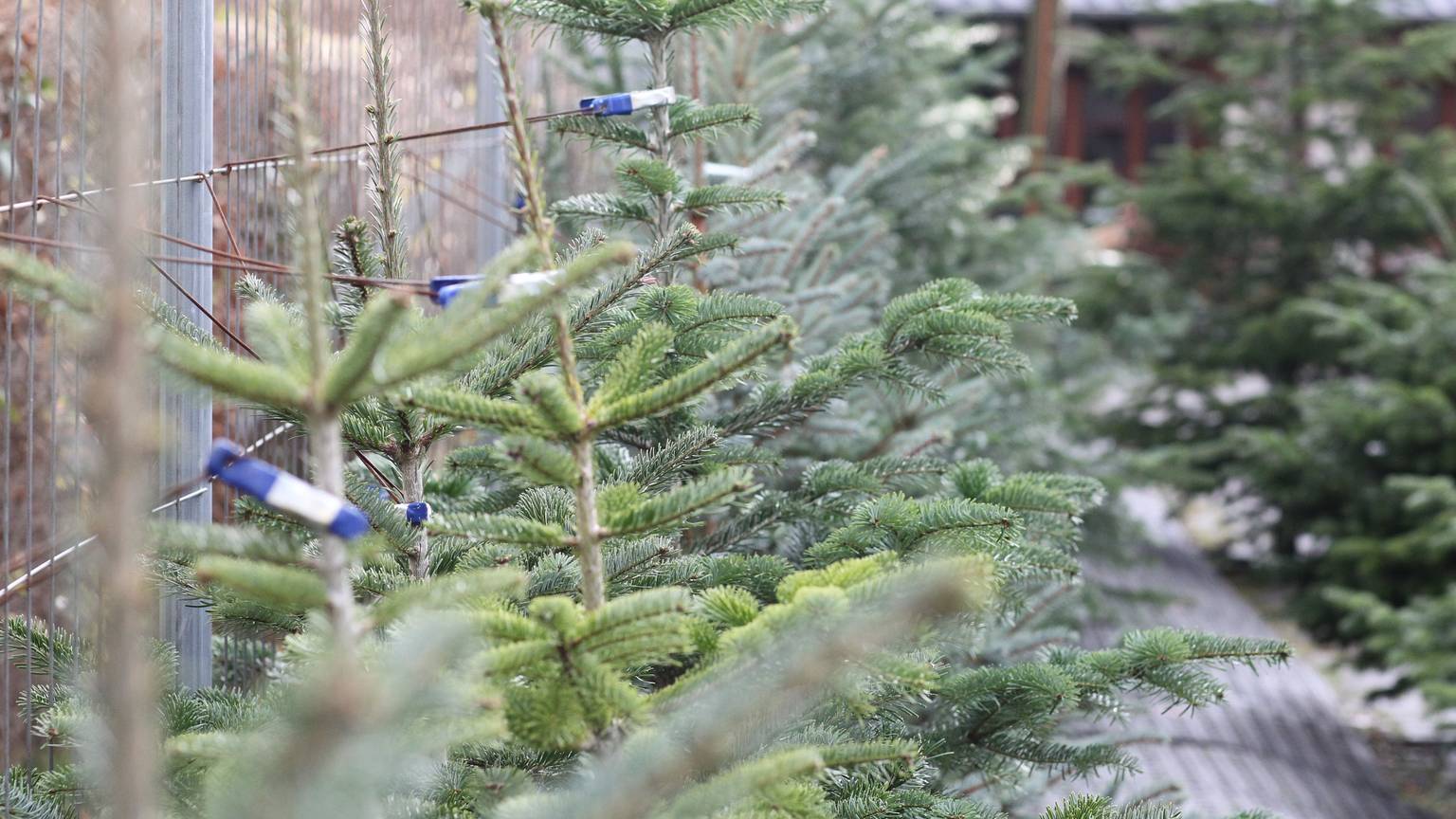 Weihnachtsbäume stehen an einem Zaun angelehnt.