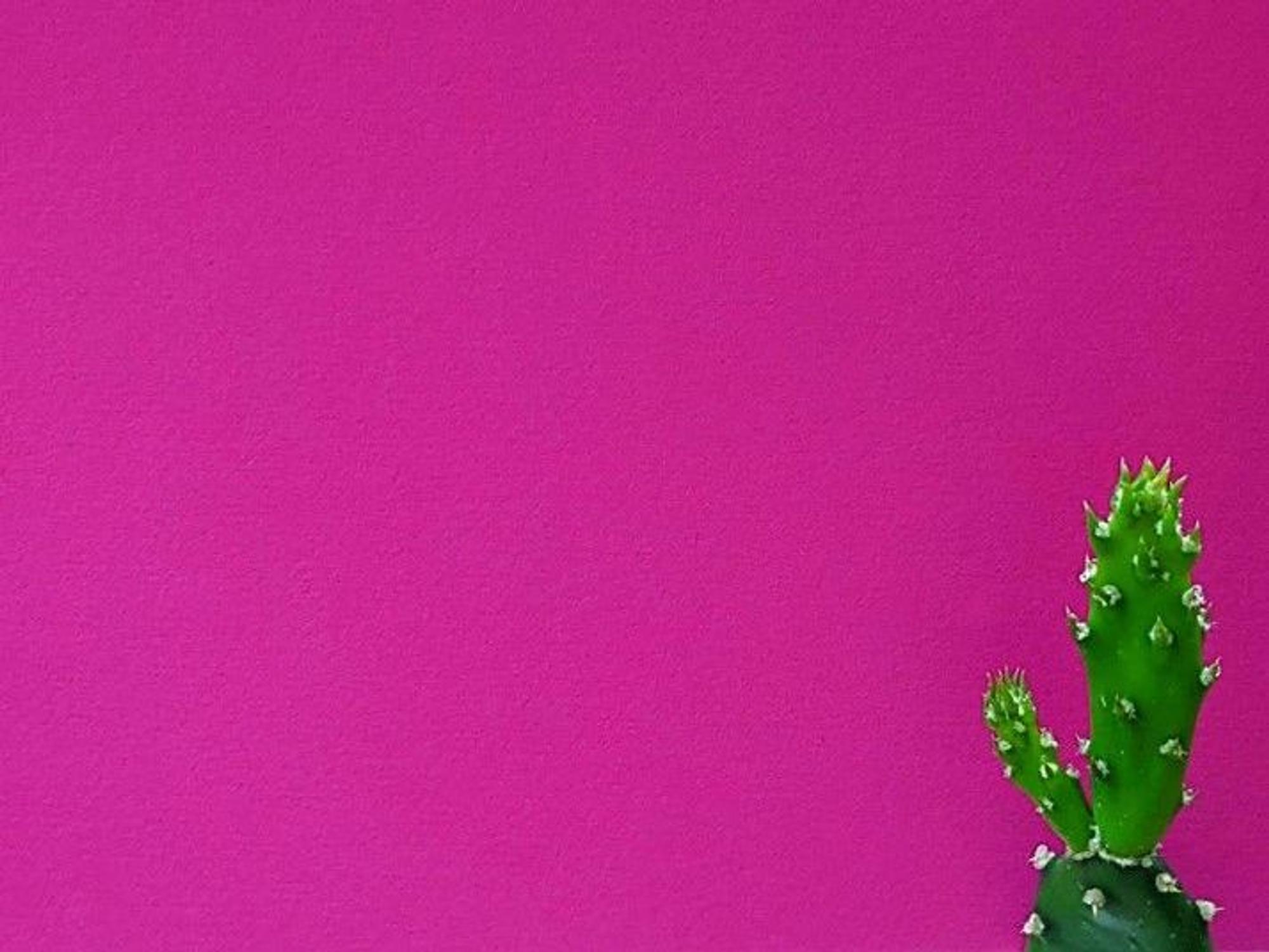 Das Bild zeigt einen Kaktus vor einer pinken Wand.