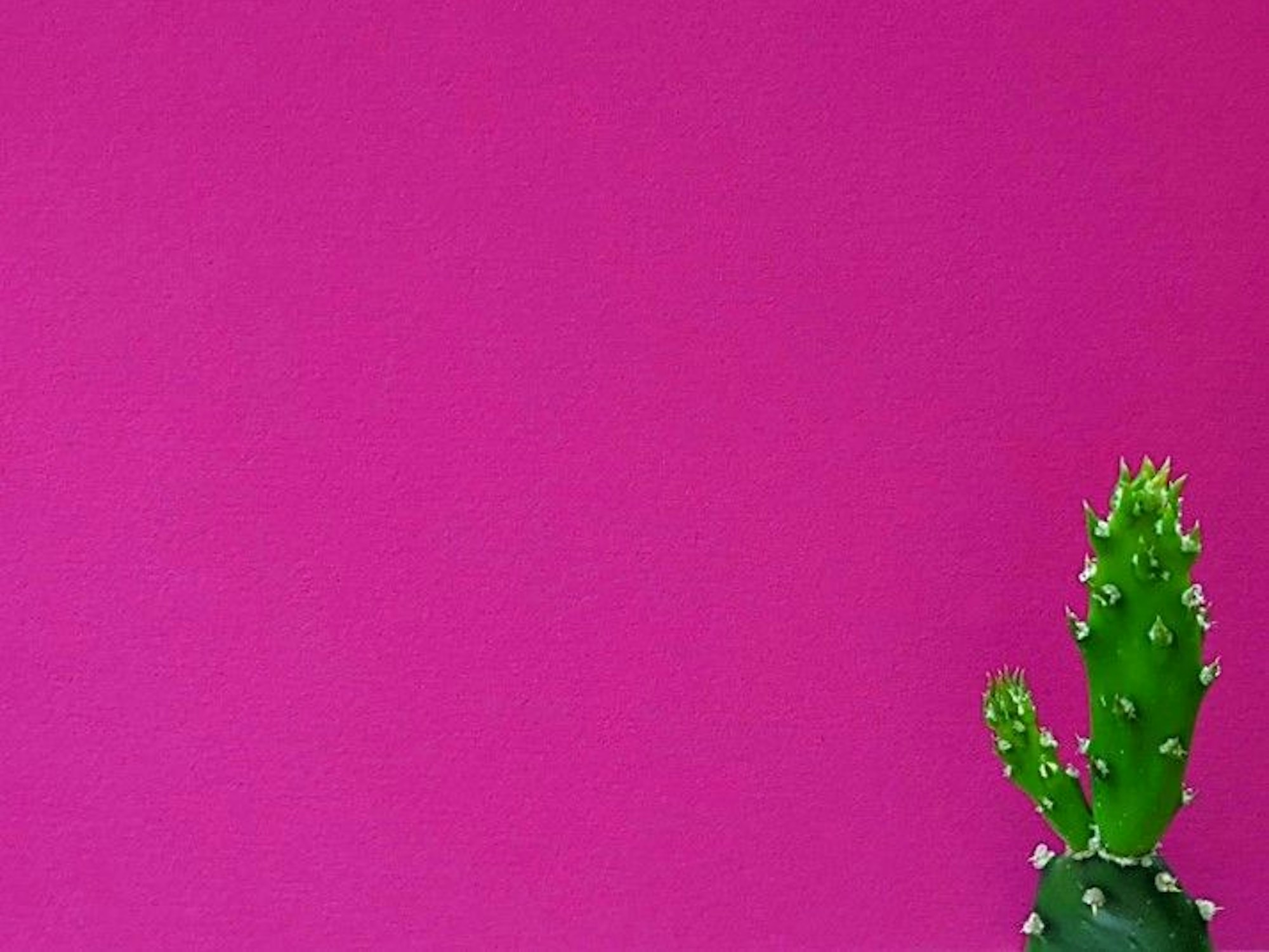 Das Bild zeigt einen Kaktus vor einer pinken Wand.