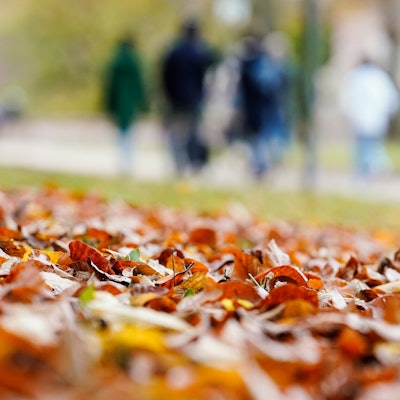 06.11.2022, Baden-Württemberg, Heidelberg: Besucher gehen im Schlossgarten des Heidelberger Schlosses hinter Herbstlaub spazieren.