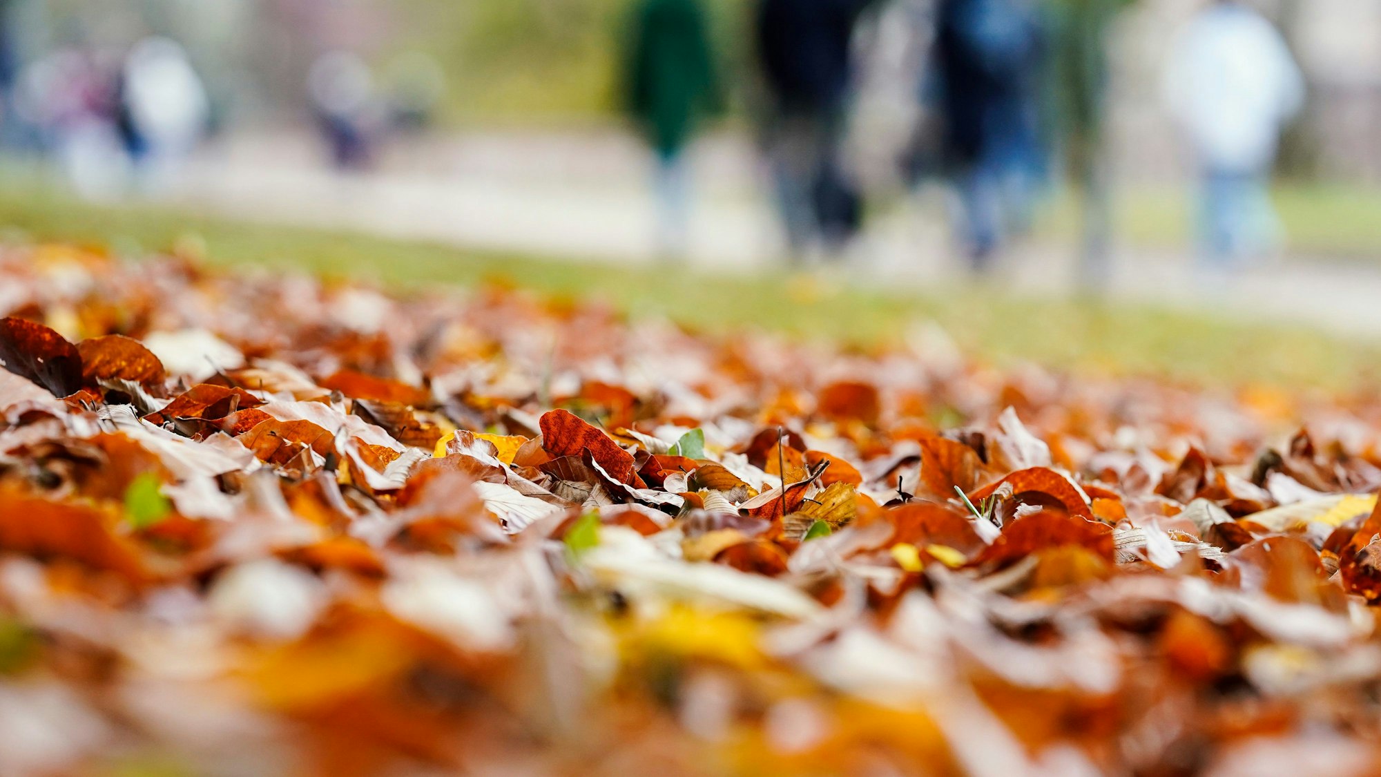 06.11.2022, Baden-Württemberg, Heidelberg: Besucher gehen im Schlossgarten des Heidelberger Schlosses hinter Herbstlaub spazieren.