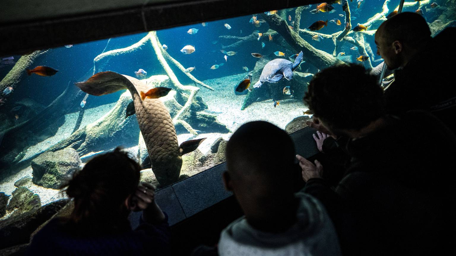 Mehrere Menschen stehen vor einem Aquarium und beobachten die farbenfrohe VIelfalt an Tieren.
