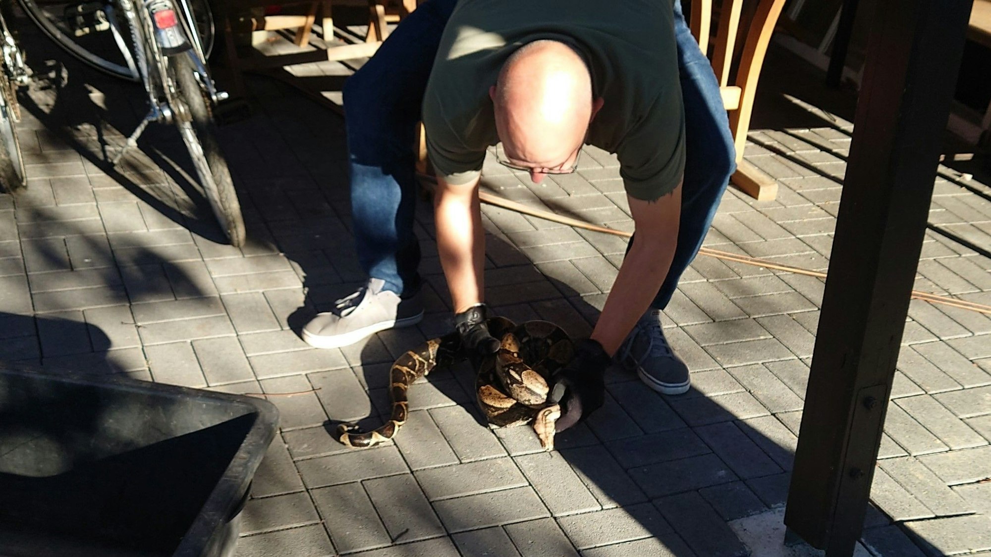 Ein Mitarbeiter des Ordnungsamts greift mit Handschuhen nach der Boa Constrictor.