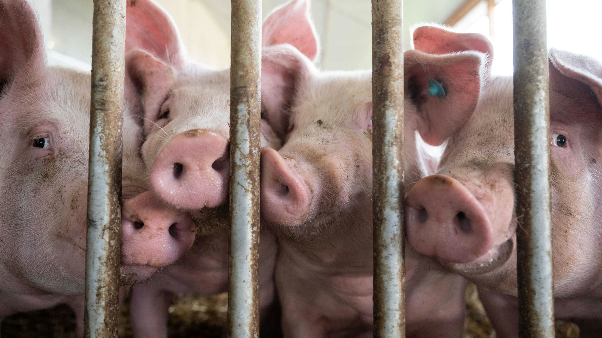 ARCHIV - 11.10.2021, Baden-Württemberg, Böhmenkirch: Schweine liegen in der Bucht eines Tierwohl-Schweinestalls. Die geplante staatliche Tierhaltungskennzeichnung für Fleisch im Supermarkt nimmt weiter Gestalt an.
