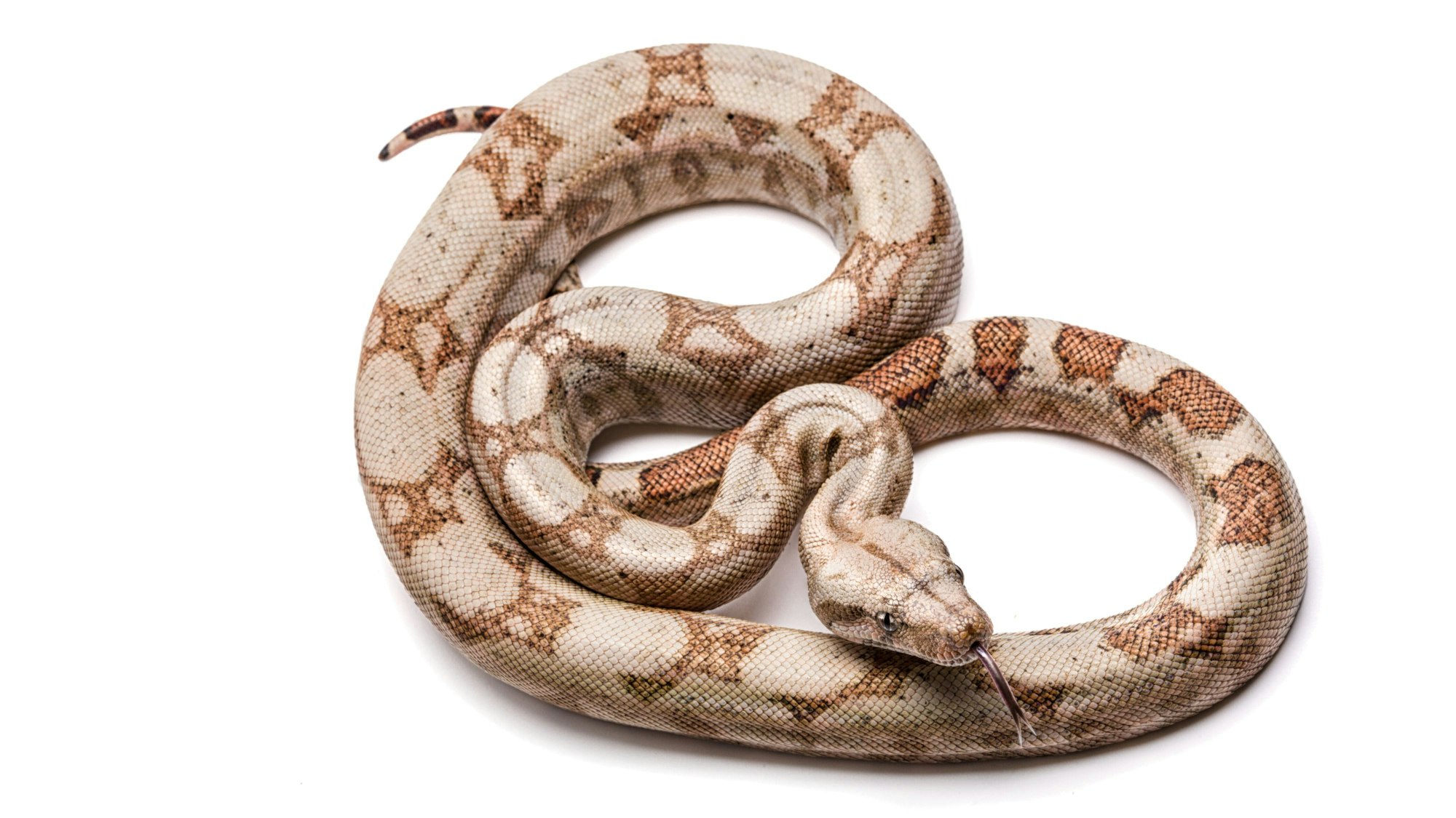 Die Boa constrictor gehört zu den größten Schlangenarten der Welt.
