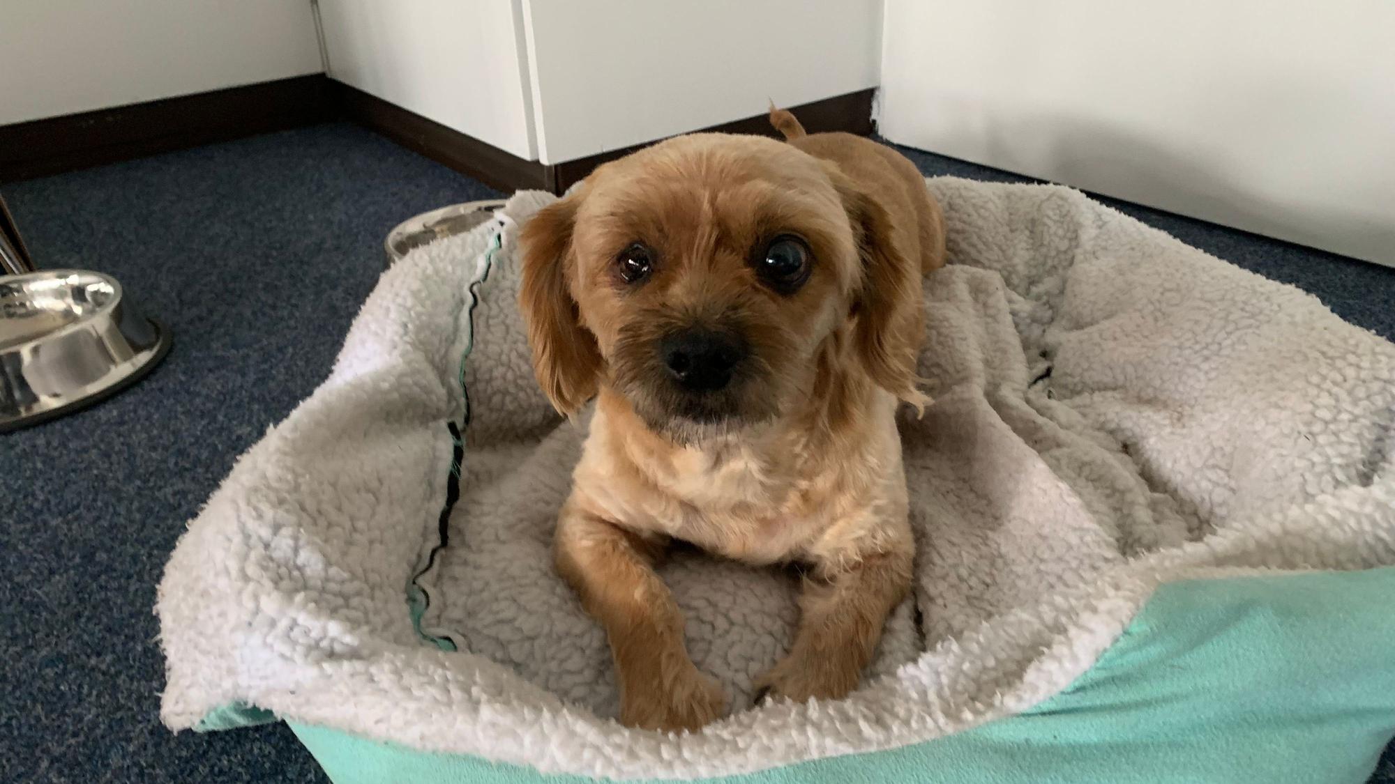 Mischlingshund Toto liegt in seinem Körbchen im Büro von Ali Dogan im Rathaus von Sankt Augustin.