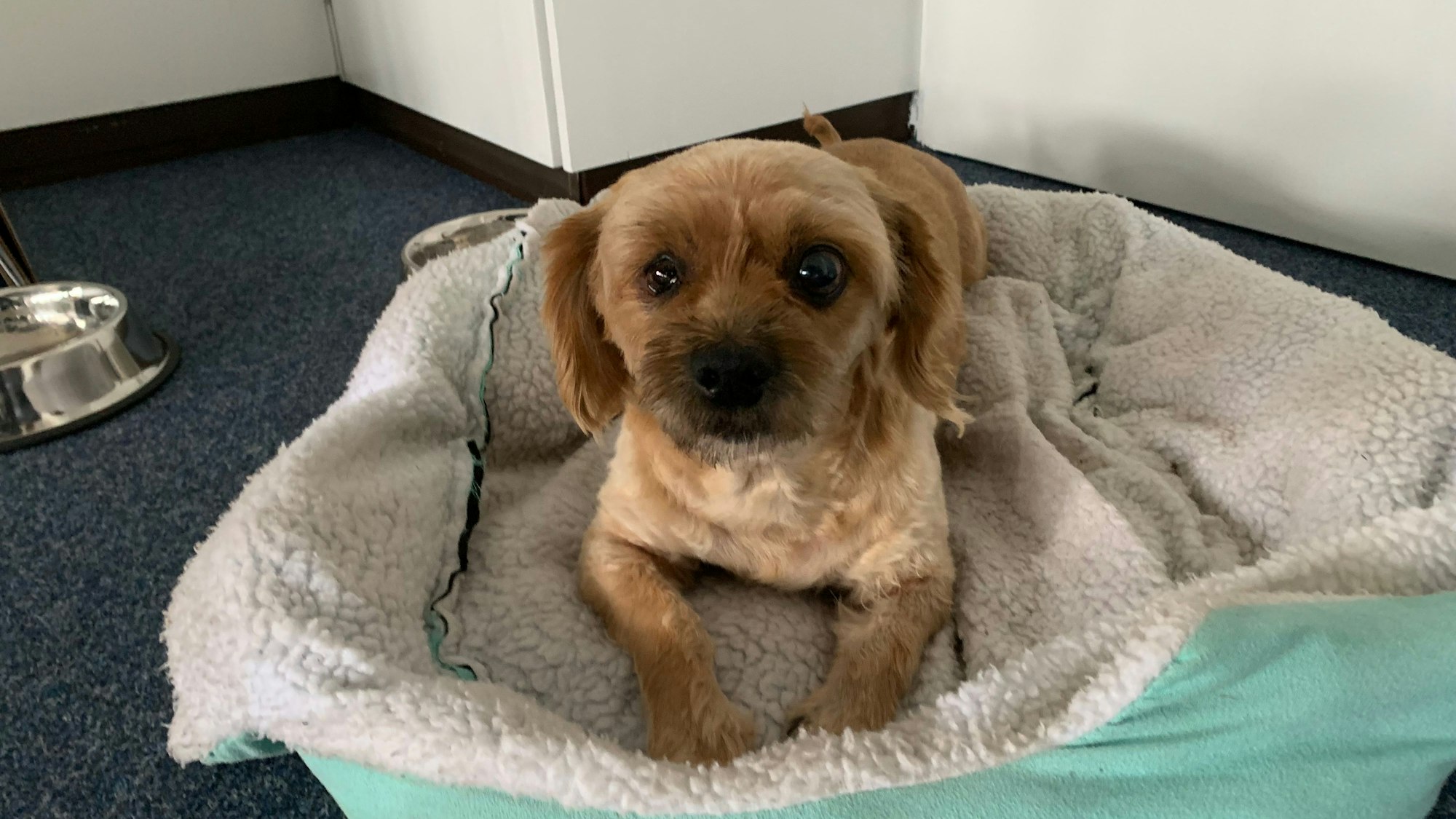Mischlingshund Toto liegt in seinem Körbchen im Büro von Ali Dogan im Rathaus von Sankt Augustin.