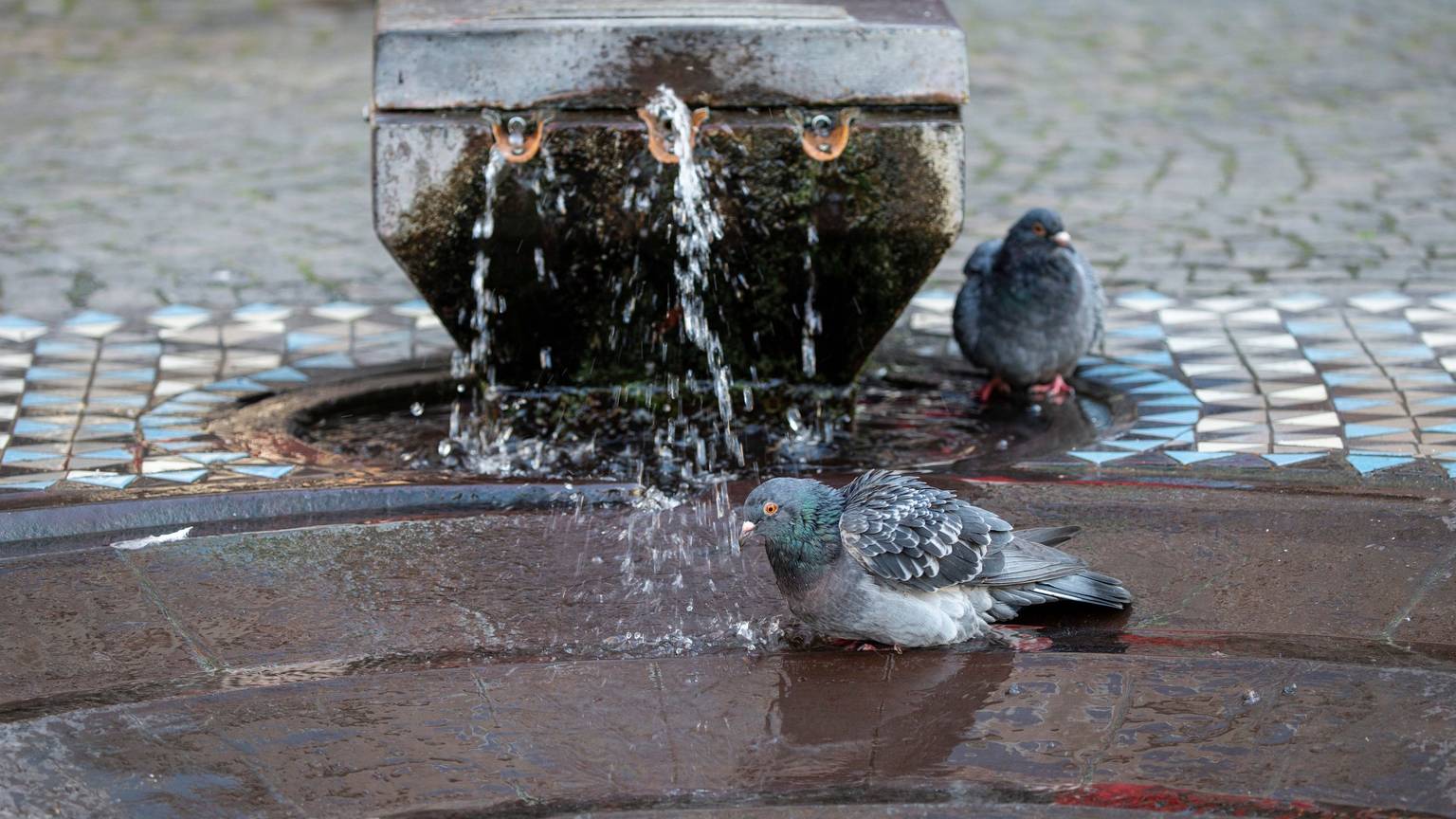 Tauben genießen das Bad im Taubenbrunnen vor dem Domforum