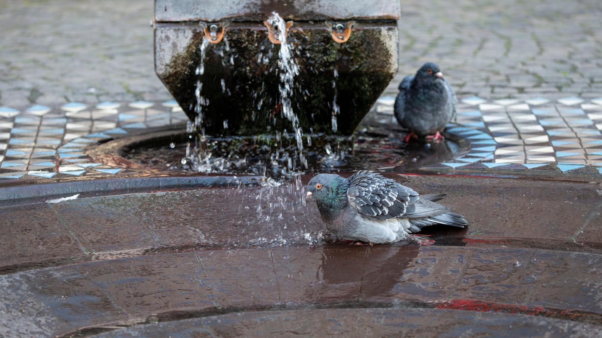 Tauben genießen das Bad im Taubenbrunnen vor dem Domforum