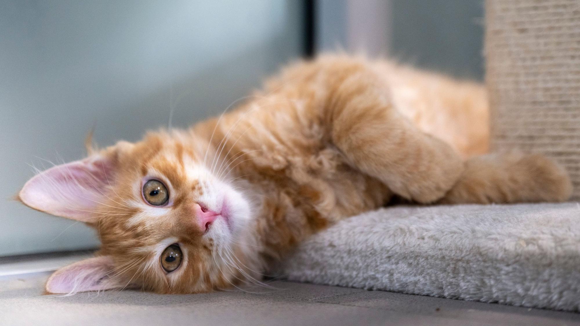 Eine junge Katze mit hellem Fell liegt im Berliner Tierheim auf dem Fuß eines Kratzbaums.