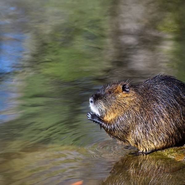 Ein Nutria sitzt am Ufer eines Gewässers und hält seine Pfoten am Mund.