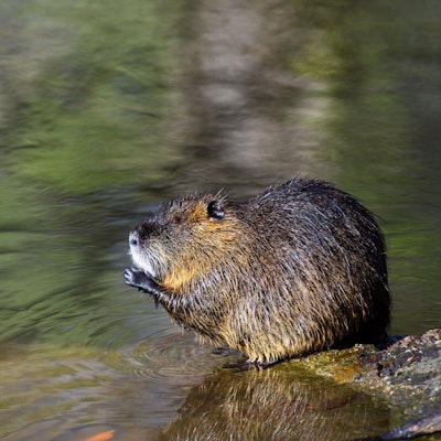 Ein Nutria sitzt am Ufer eines Gewässers und hält seine Pfoten am Mund.