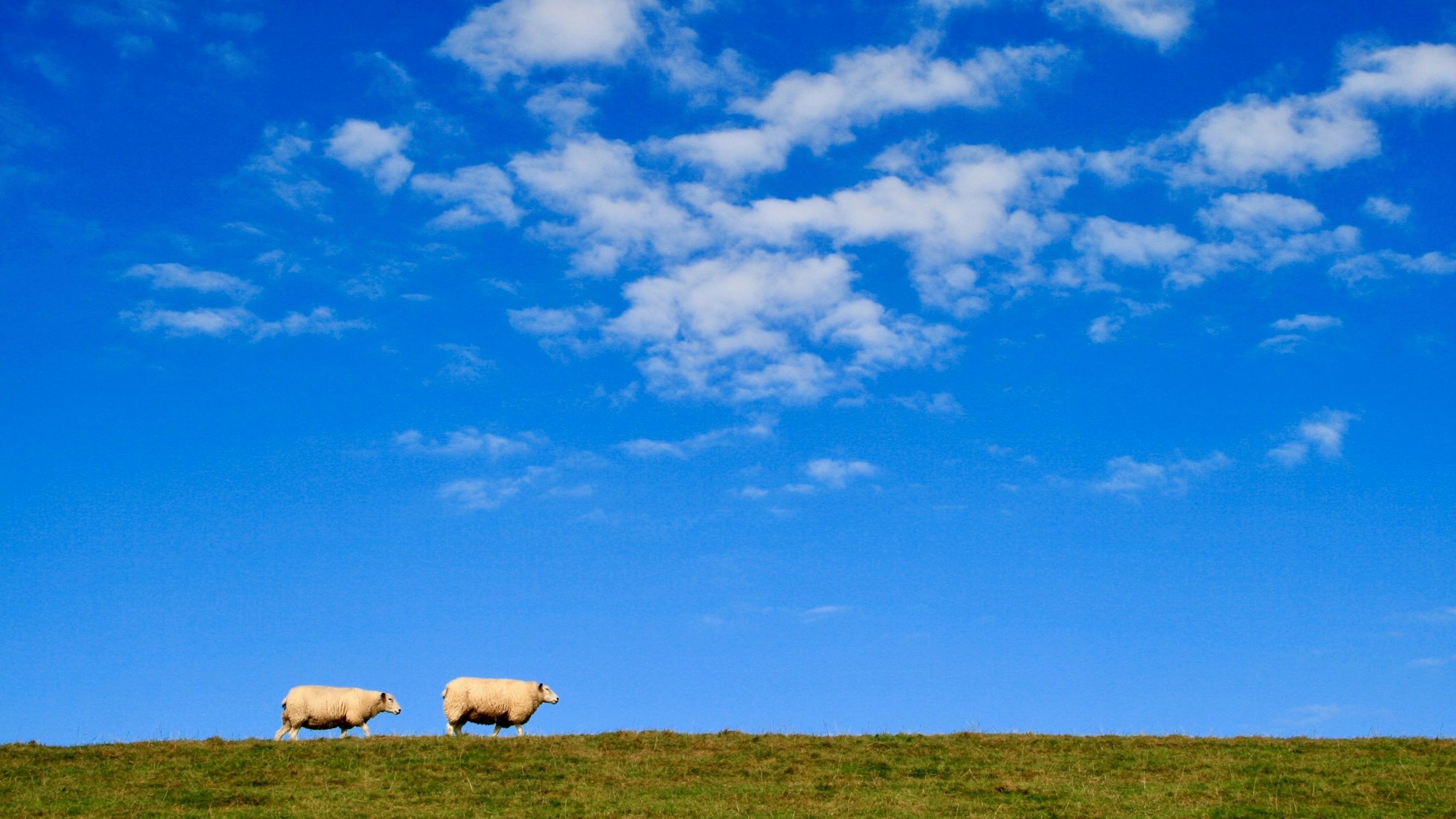 Zwei Schafe laufen auf dem Deich.
