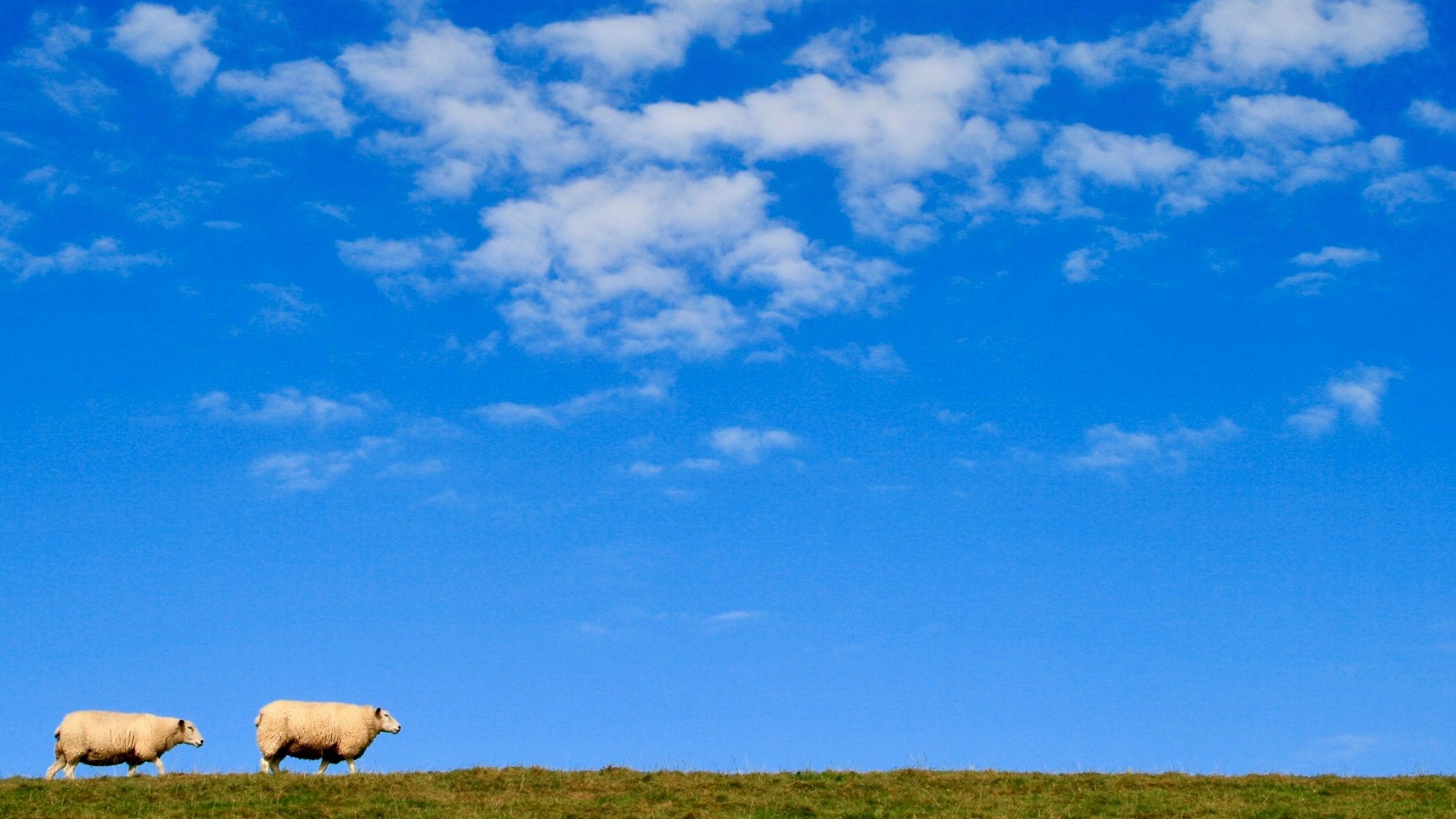 Das Foto zeigt zwei Schafe auf einer Weide vor blauem Himmel mit "Schäfchenwölckchen"