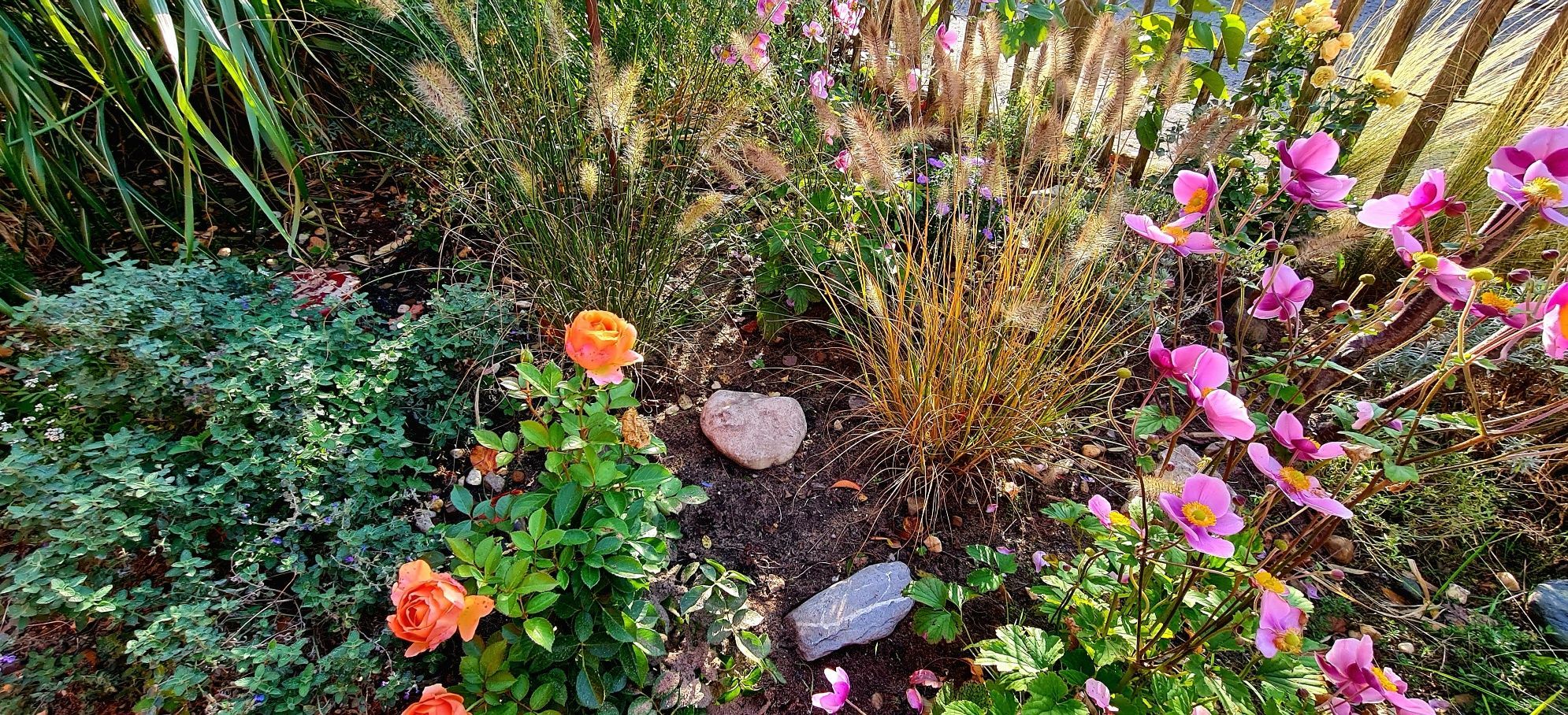 Bunte Blumen sind in einem Beet gepflanzt.