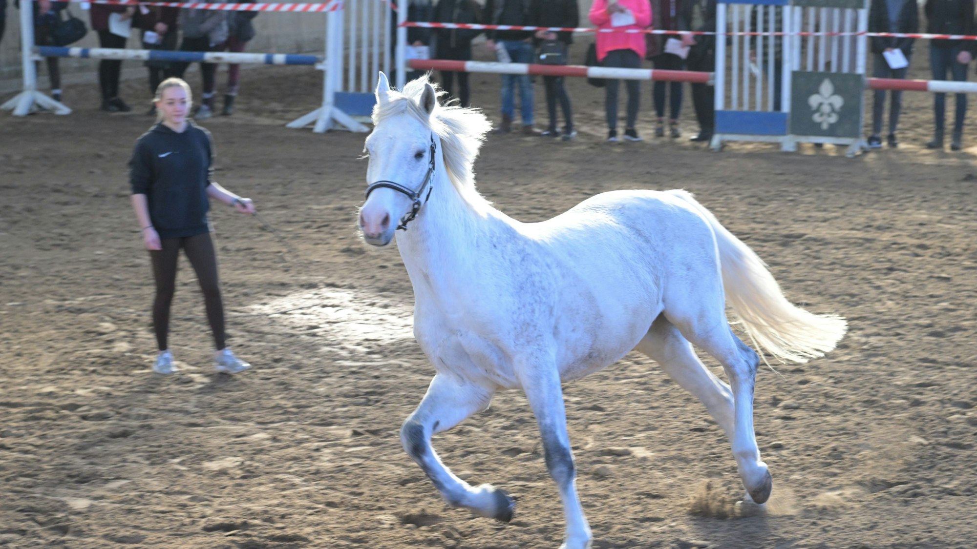 Ein weißes Pferd läuft in der Reithalle auf dem Großhurdener Berg bei Overath.