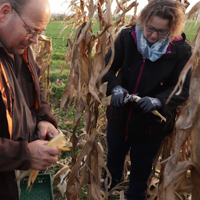 Günther und Angela Schmitz ernten Maiskolben von mannshohen Maispflanzen.