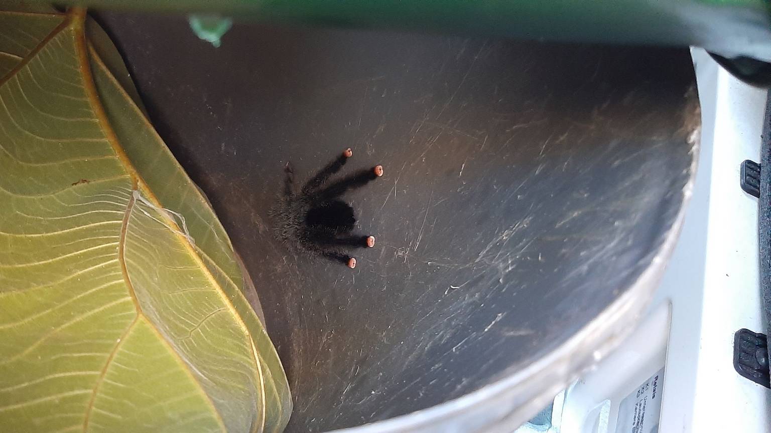 Eine Vogelspinne und ein Blatt liegen in einem Eimer.