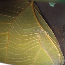 Eine Vogelspinne und ein Blatt liegen in einem Eimer.