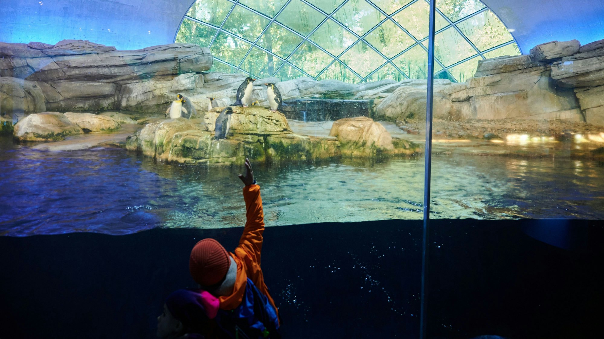Im Berliner Zoo steht ein Kind an der Scheibe zum Pinguinbecken.