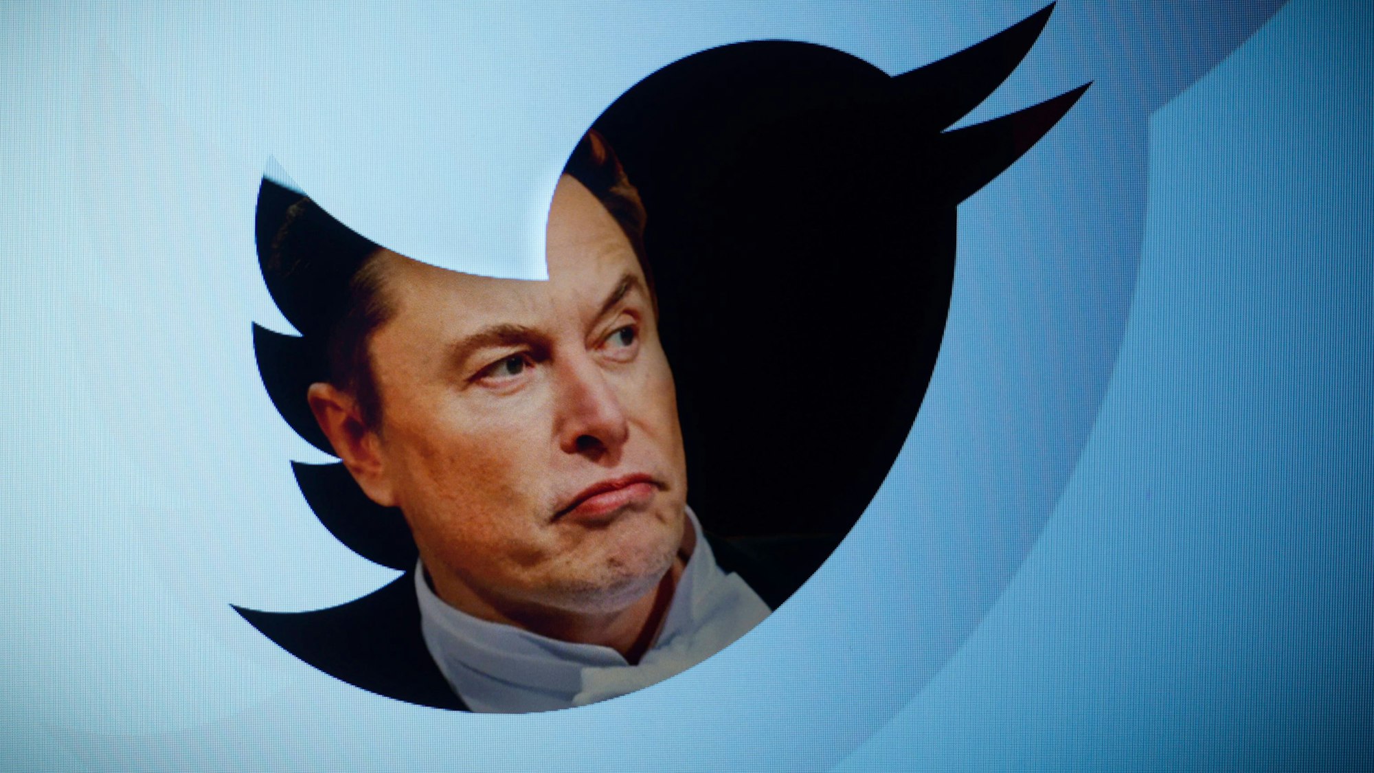 Twitter-Chef Elon Musk ist in einer Fotomontage innerhalb des Twitter-Logos, einem blauen Vogel, abgebildet.