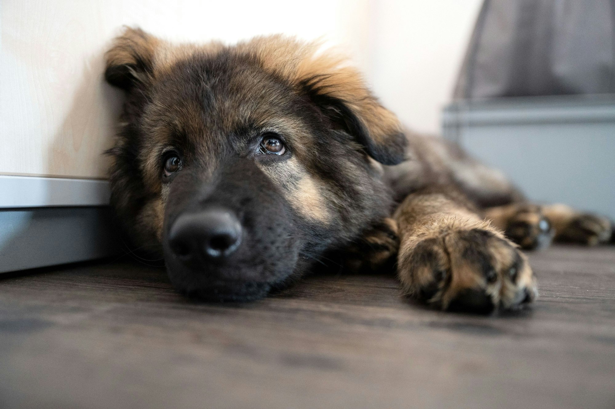 Ein Schäferhund-Welpe liegt auf dem Boden und schaut nach oben.