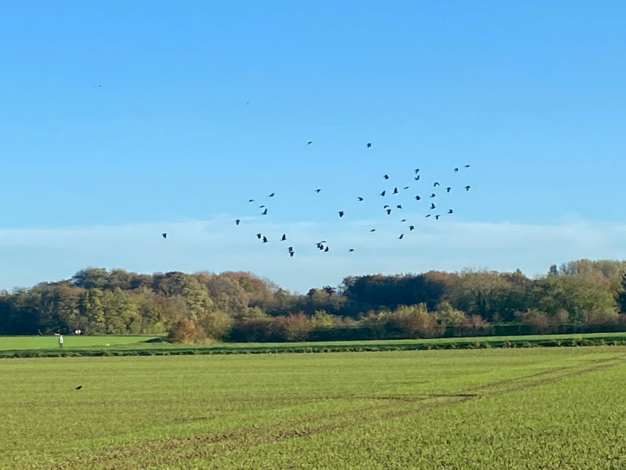Vögel fliegen auf von einem grünen Feld, das landwirtschaftlich genutzt wird. Im Hintergrund ist Wald zu sehen.