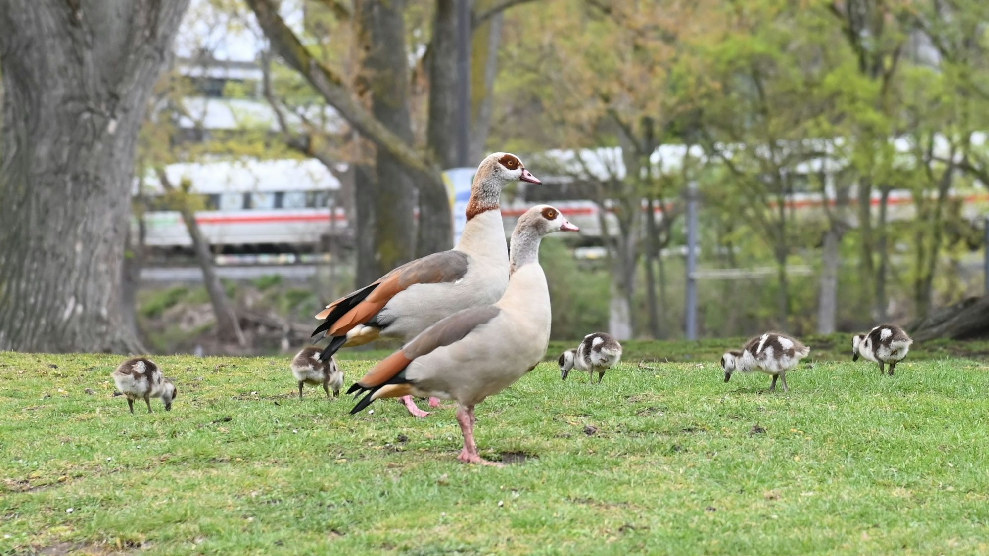 Nilgänse und ihre Küken suchen auf einer Rasenfläche nach Futter.