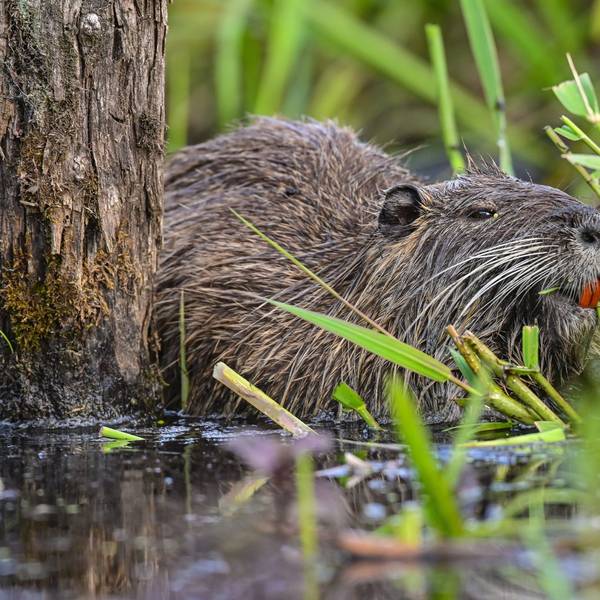 Eine Nutria frisst Wasserpflanzen am Ufer.