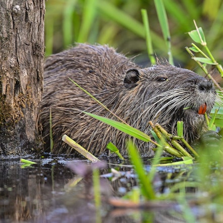 Eine Nutria frisst Wasserpflanzen am Ufer.