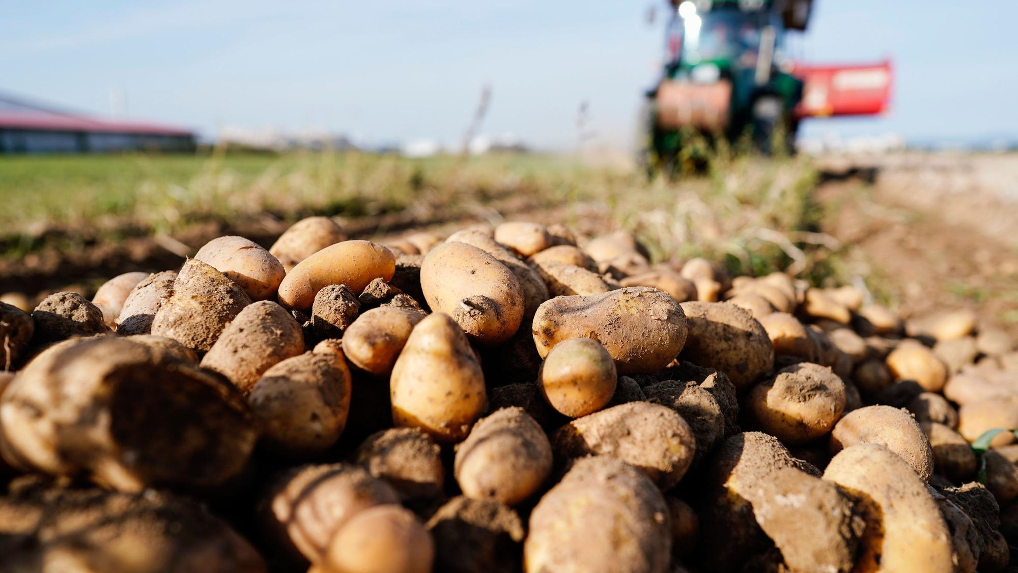 Ein Traktor fährt bei der Ernte von Kartoffeln über einen Acker.