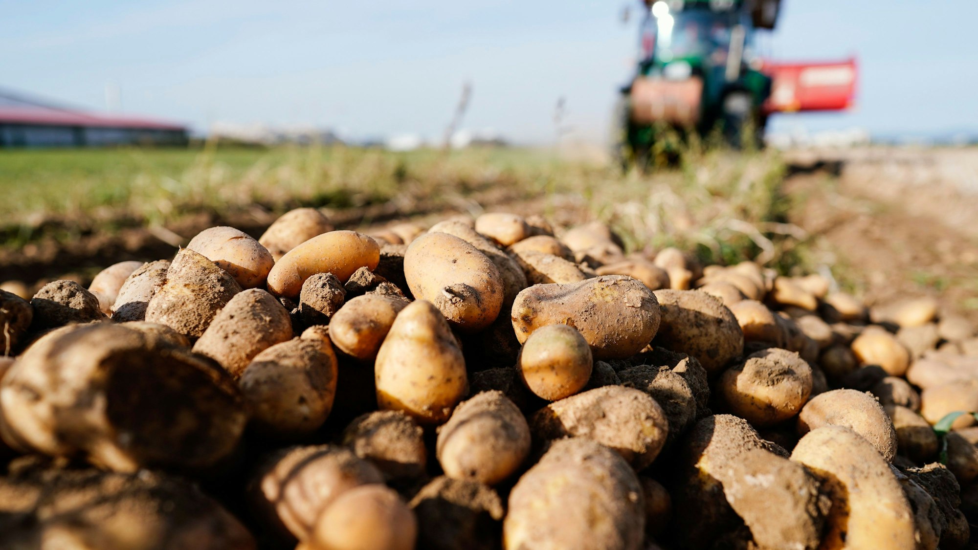 Ein Traktor fährt bei der Ernte von Kartoffeln über einen Acker.