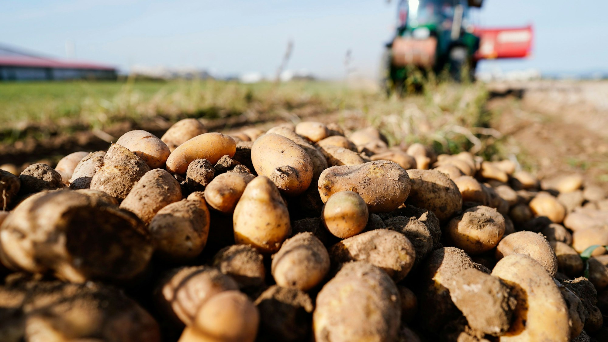 Ein Traktor fährt bei der Ernte von Kartoffeln über einen Acker.