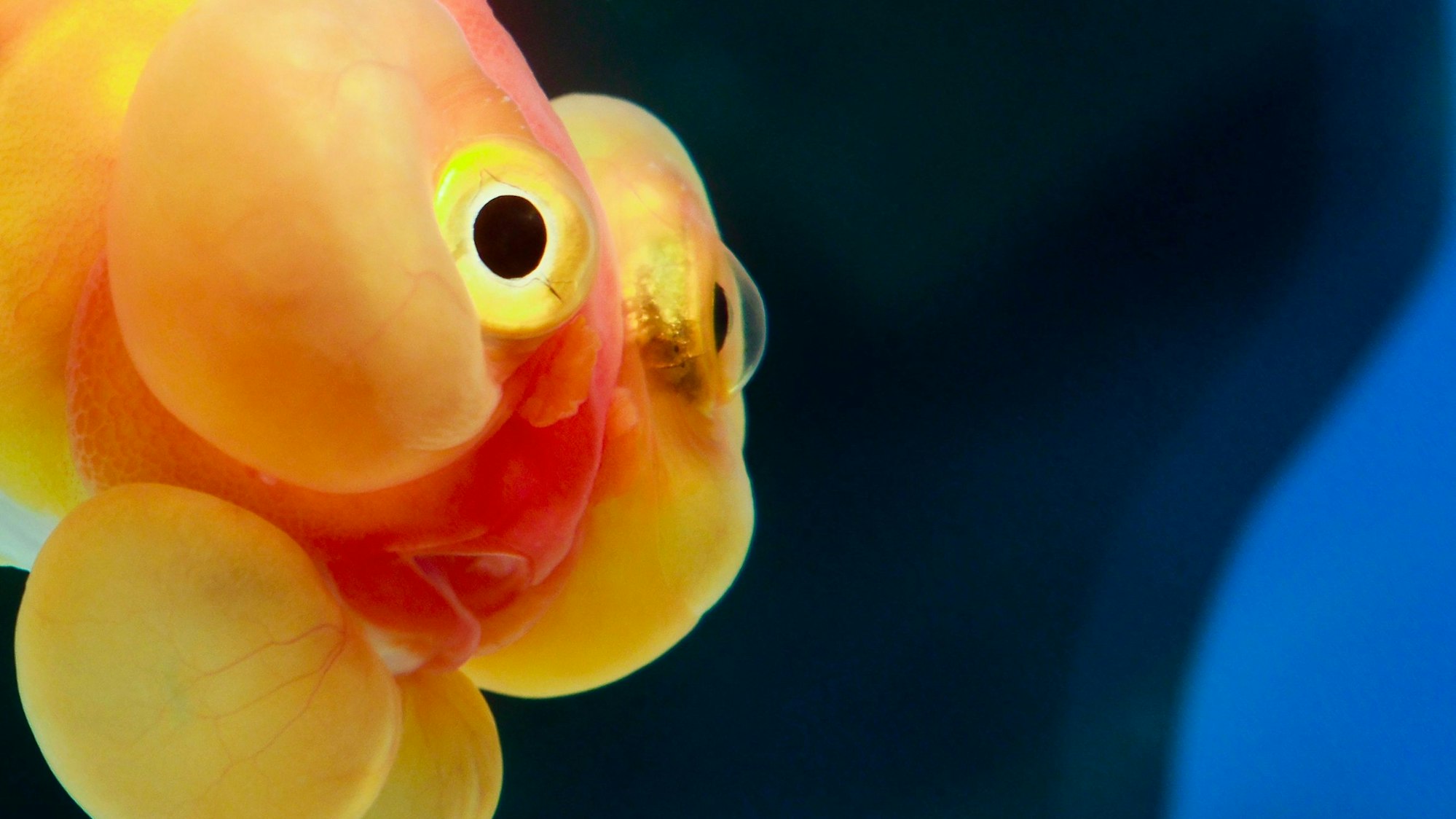 Ein sogenannter „Bubble Eye Goldfish“ in einem Aquarium. Wie die „Karotte“ ist er eine besondere Züchtung des Goldfischs. (Symbolbild)