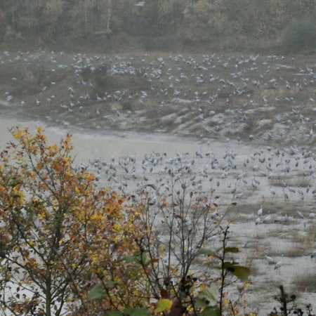 Eine imposante Zahl Kraniche ist kurz nach Sonnenaufgang in einer Tongrube bei Satzvey zu sehen. Die vorderen Ränge sind bereits geleert.