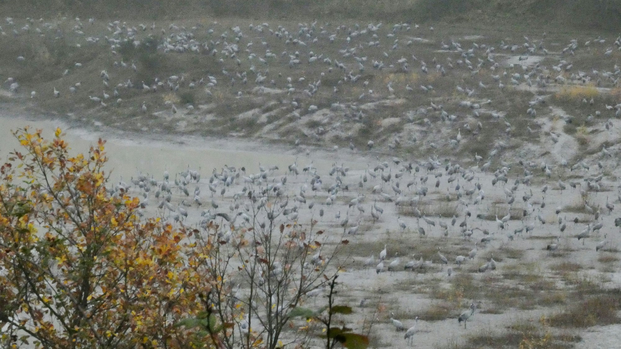 Eine imposante Zahl Kraniche ist kurz nach Sonnenaufgang in einer Tongrube bei Satzvey zu sehen. Die vorderen Ränge sind bereits geleert.