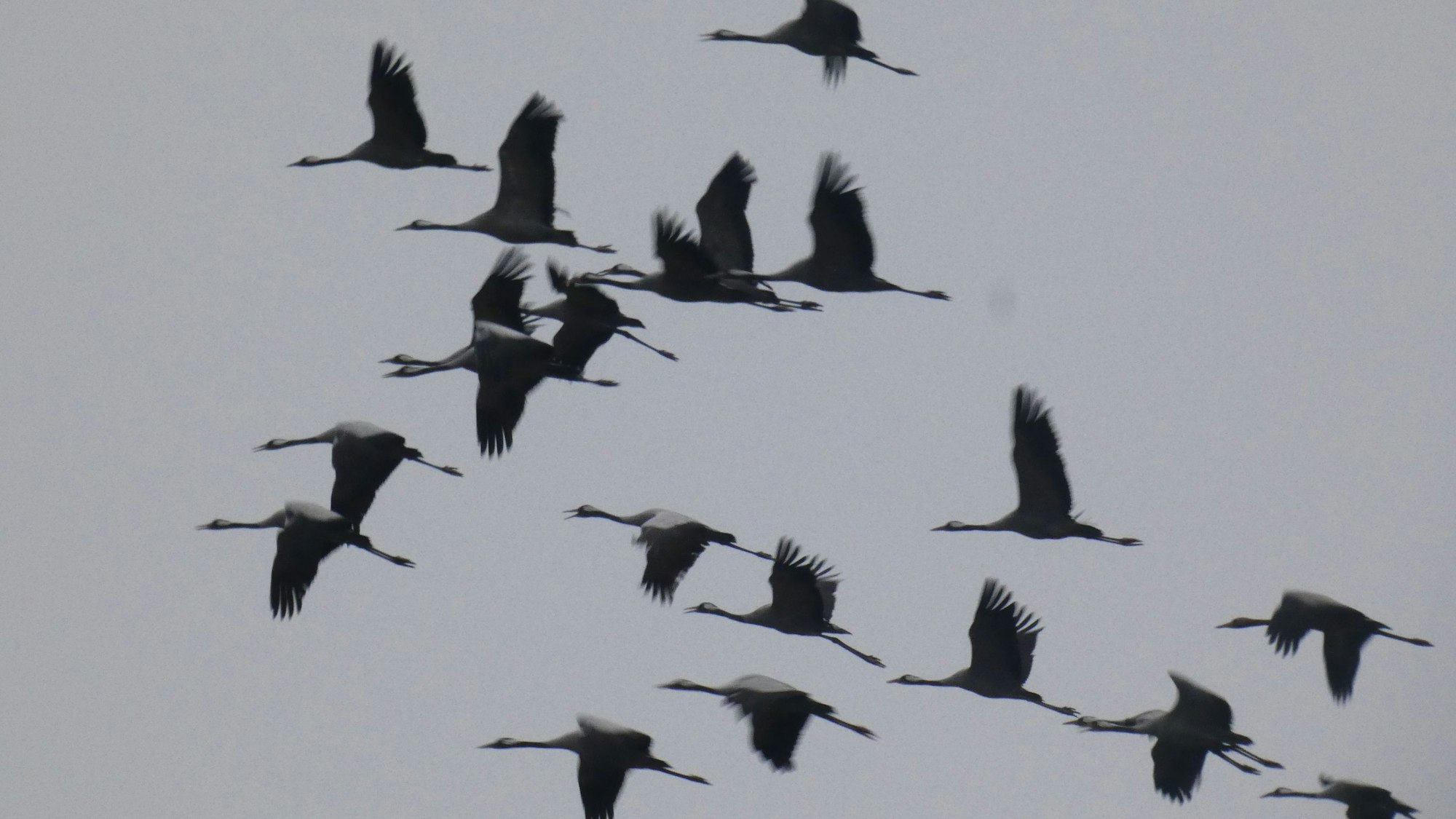 Den Kranichschwarm fotografierte Leser Hans Theo Krüger 2022 über der Eifel.